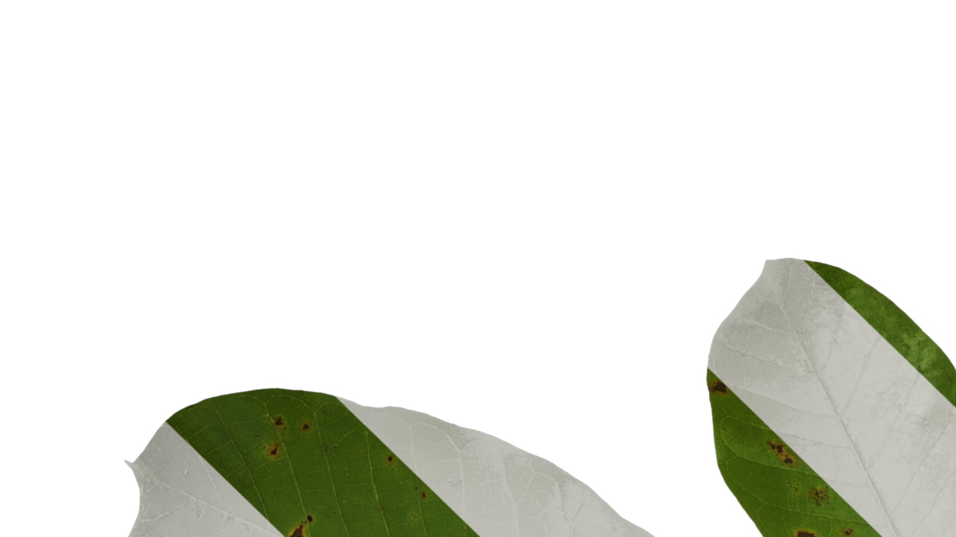 Magnolia officinalis Low-poly 3D model_6