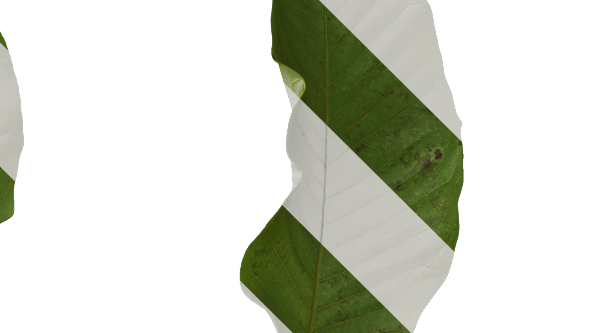 Magnolia officinalis Low-poly 3D model_18