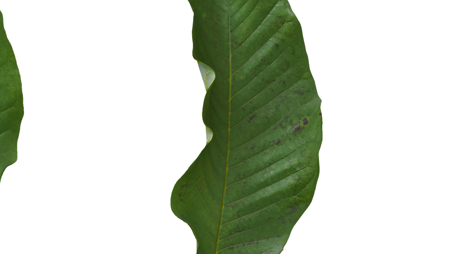 Magnolia officinalis Low-poly 3D model_13