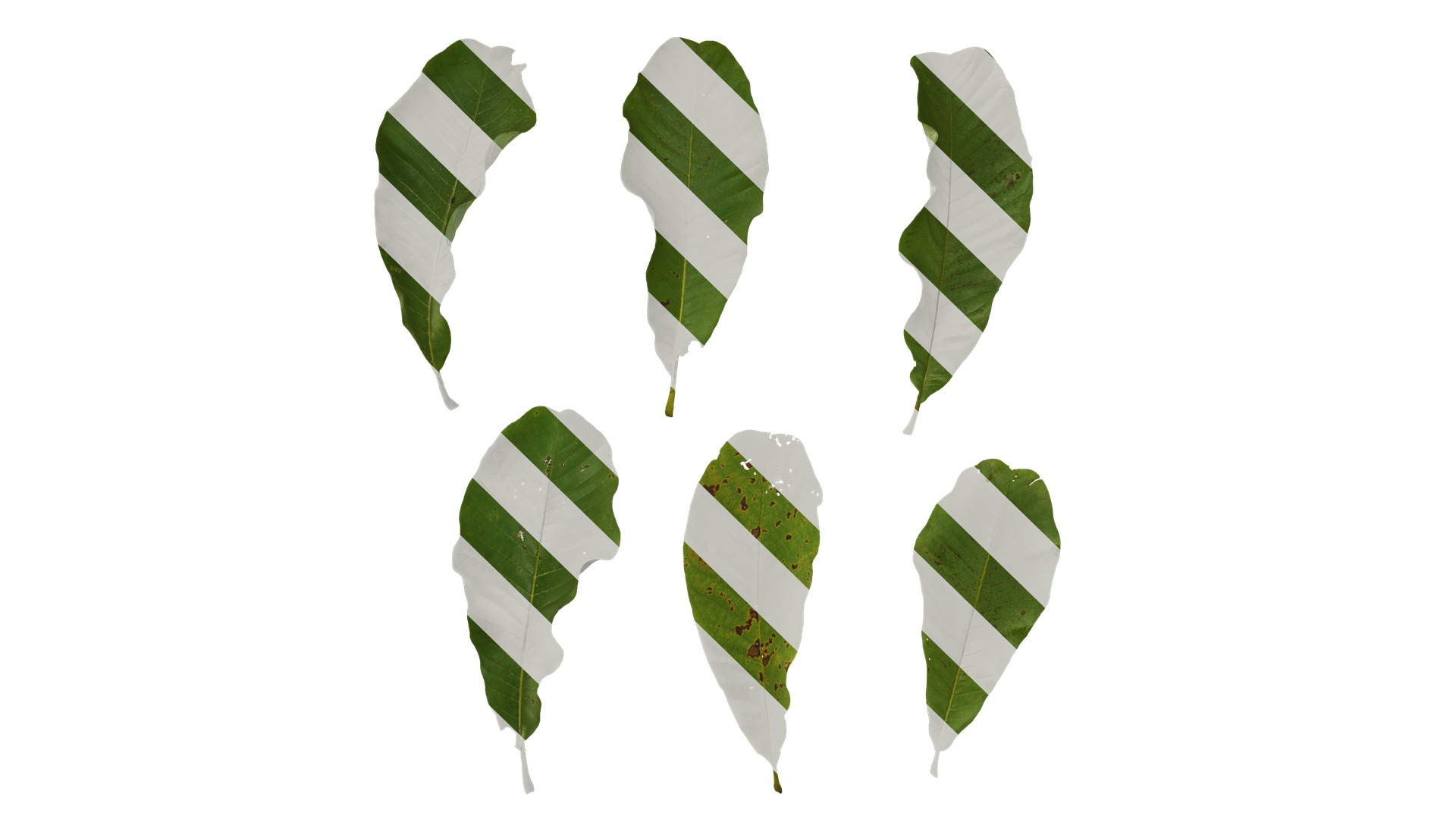 Magnolia officinalis Low-poly 3D model_16