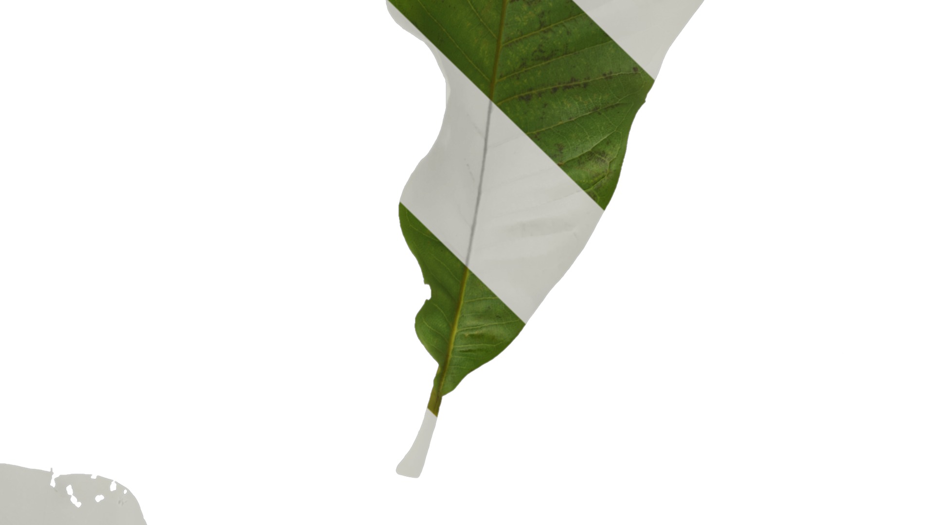 Magnolia officinalis Low-poly 3D model_20