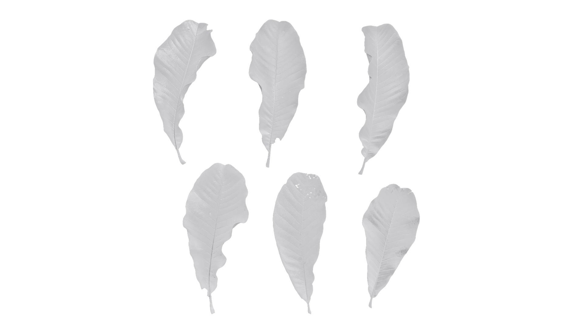 Magnolia officinalis Low-poly 3D model_15