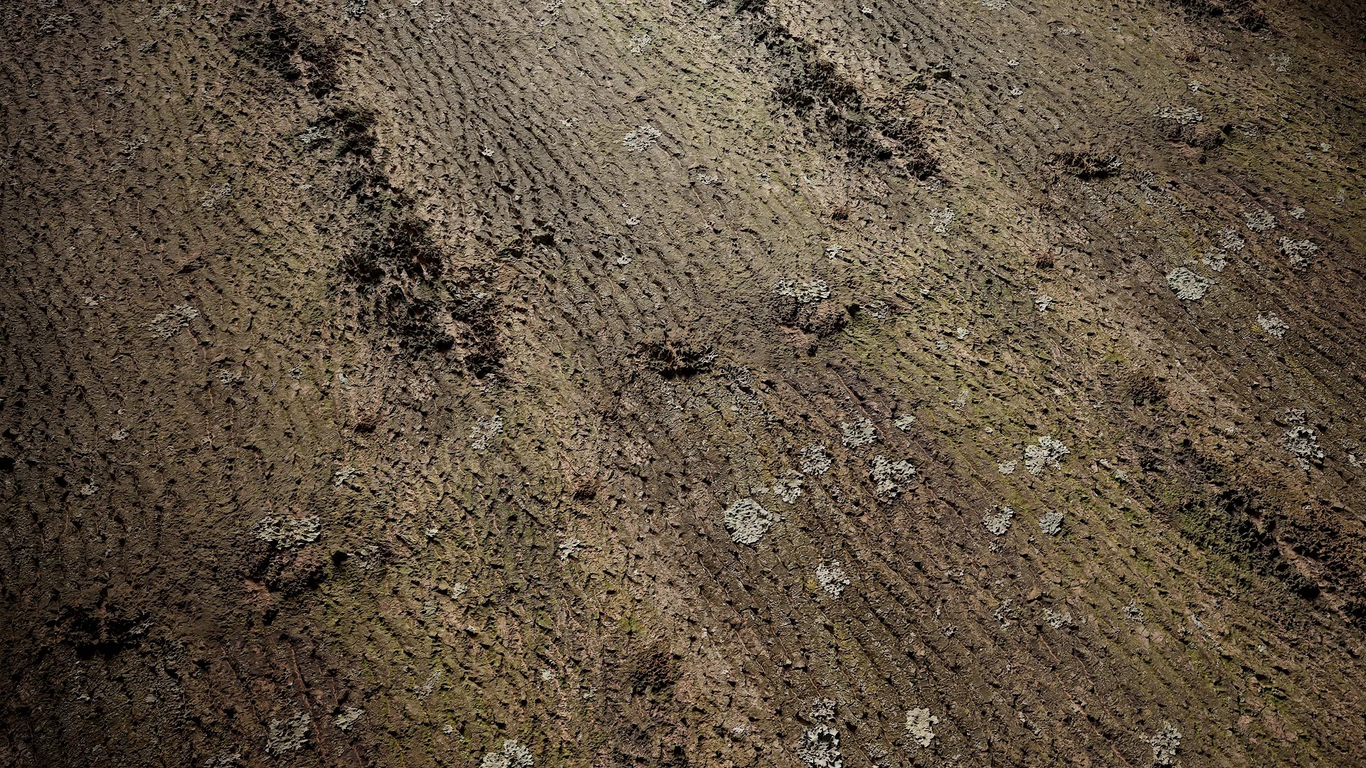 Magnolia officinalis Low-poly 3D model_3