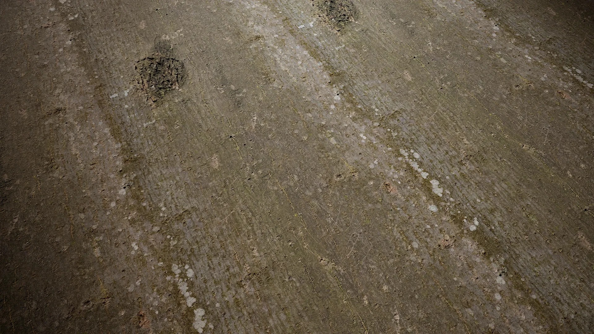 Magnolia officinalis Low-poly 3D model_1