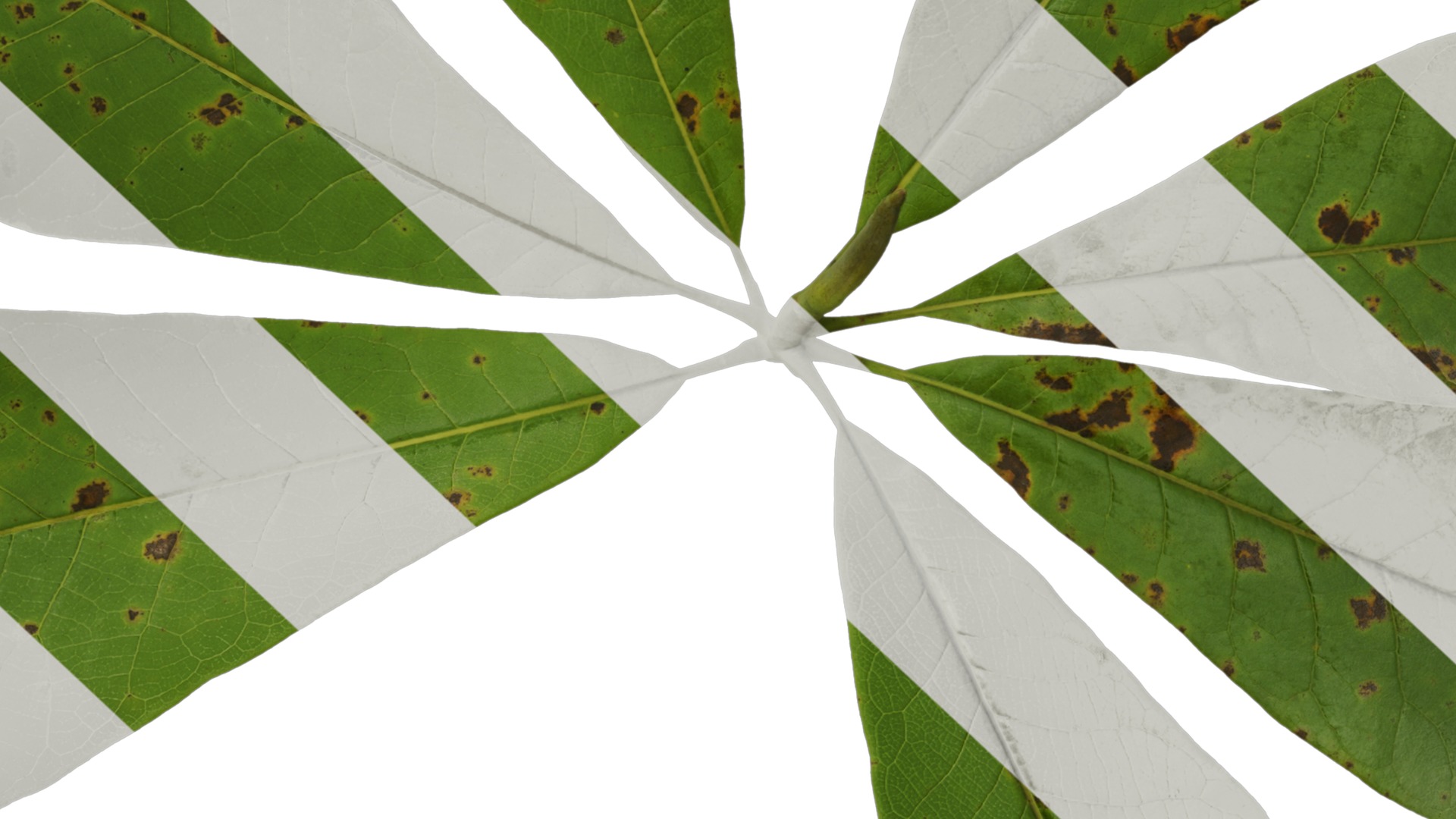 Magnolia officinalis Low-poly 3D model_12