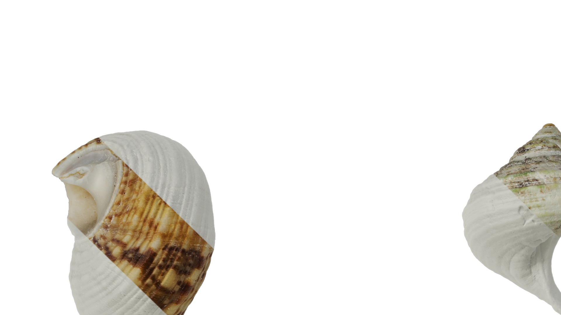 Anydrafts Conch 01 Texture_1