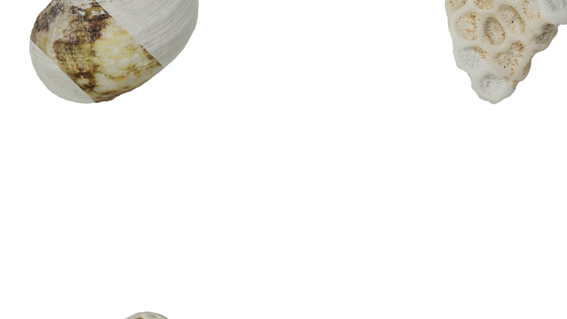 Anydrafts Conch 01 Texture_5