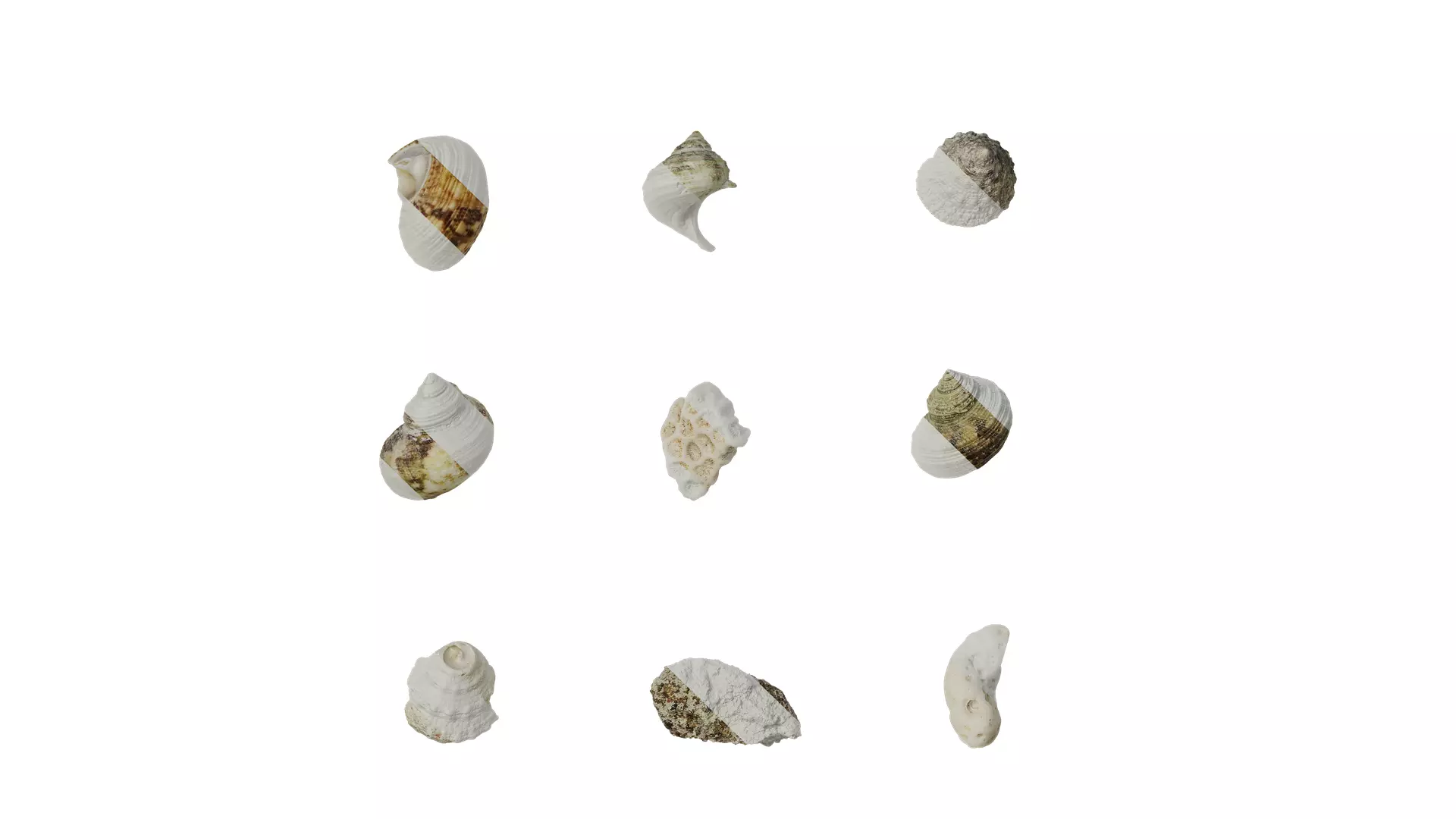 Anydrafts Conch 01 Texture_0