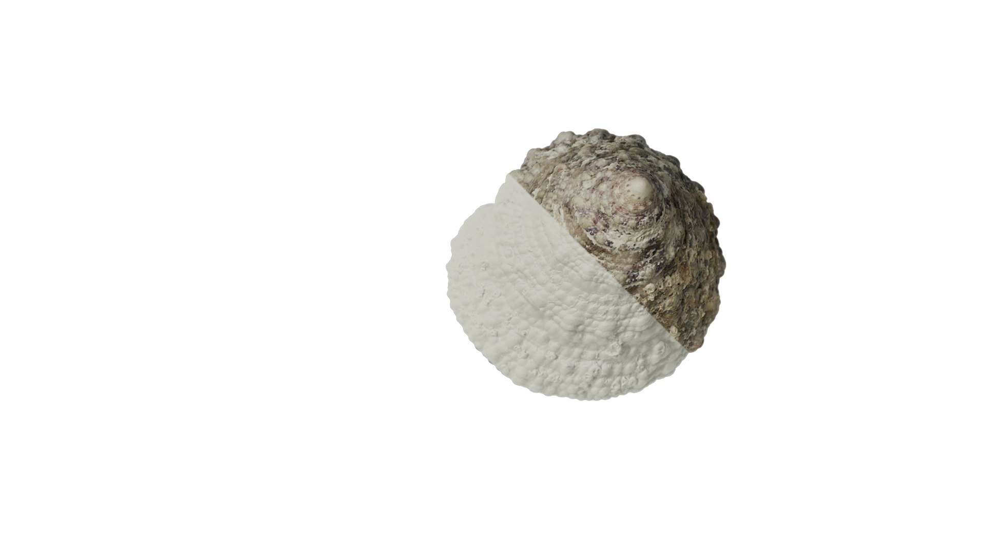 Anydrafts Conch 01 Texture_2
