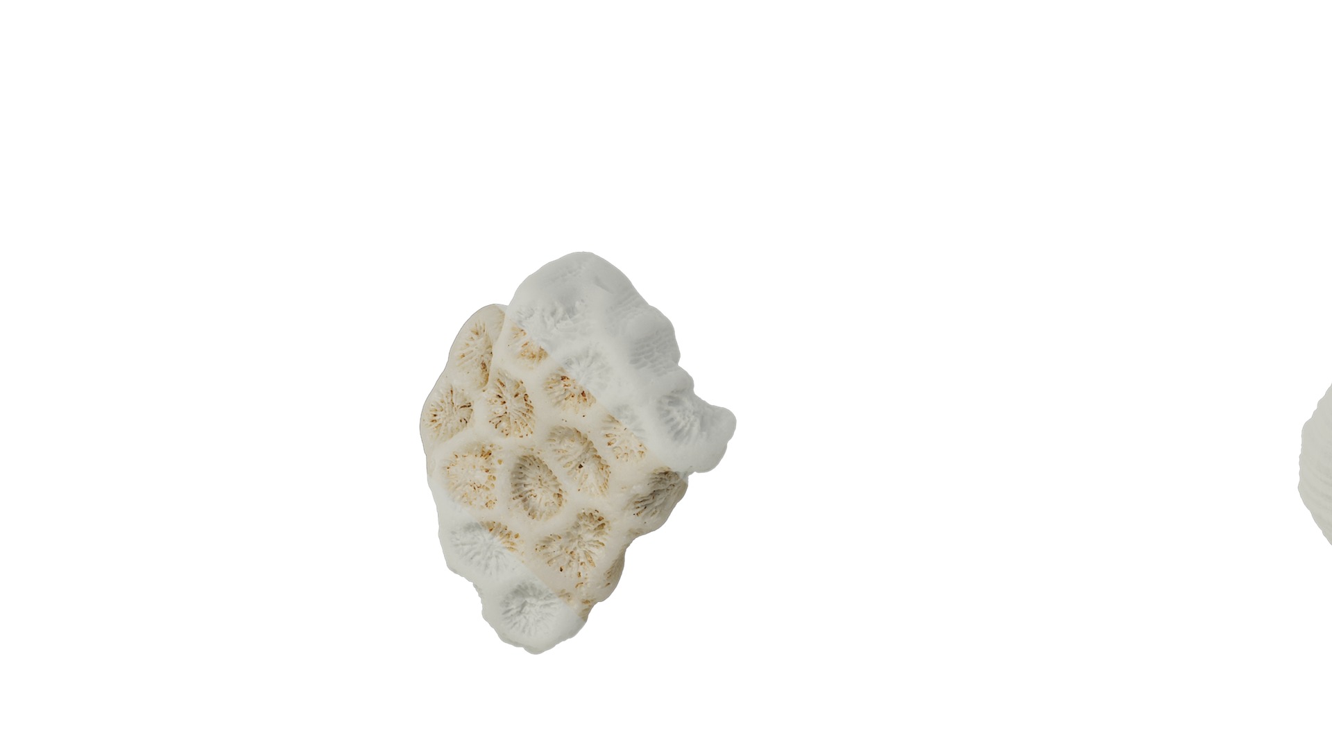 Anydrafts Conch 01 Texture_7