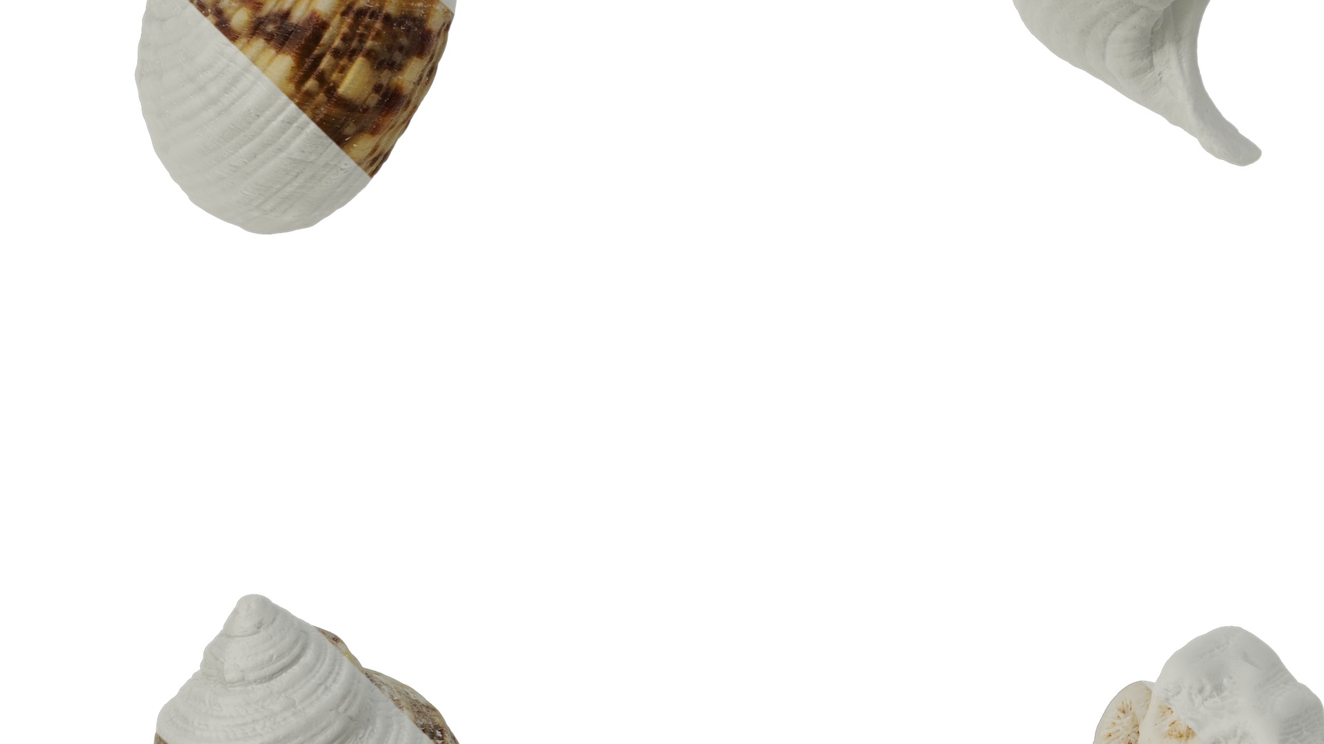 Anydrafts Conch 01 Texture_3