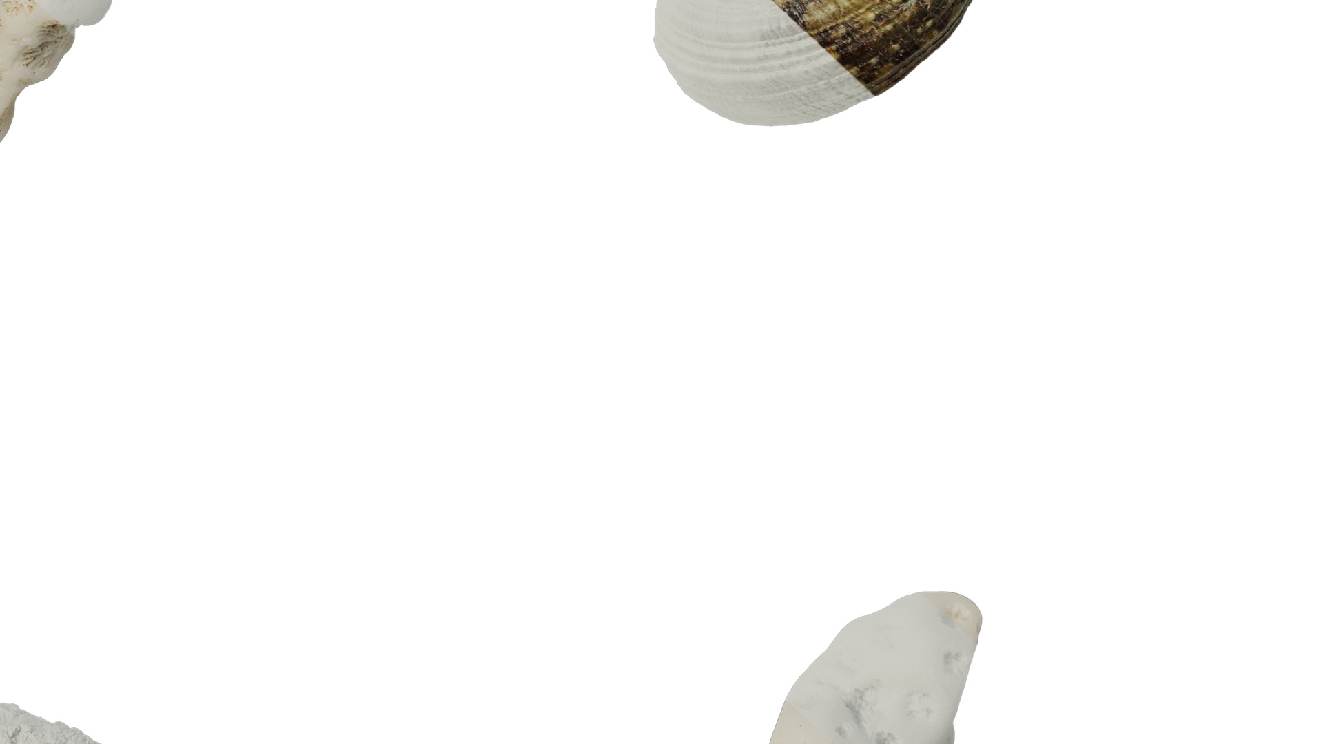 Anydrafts Conch 01 Texture_6