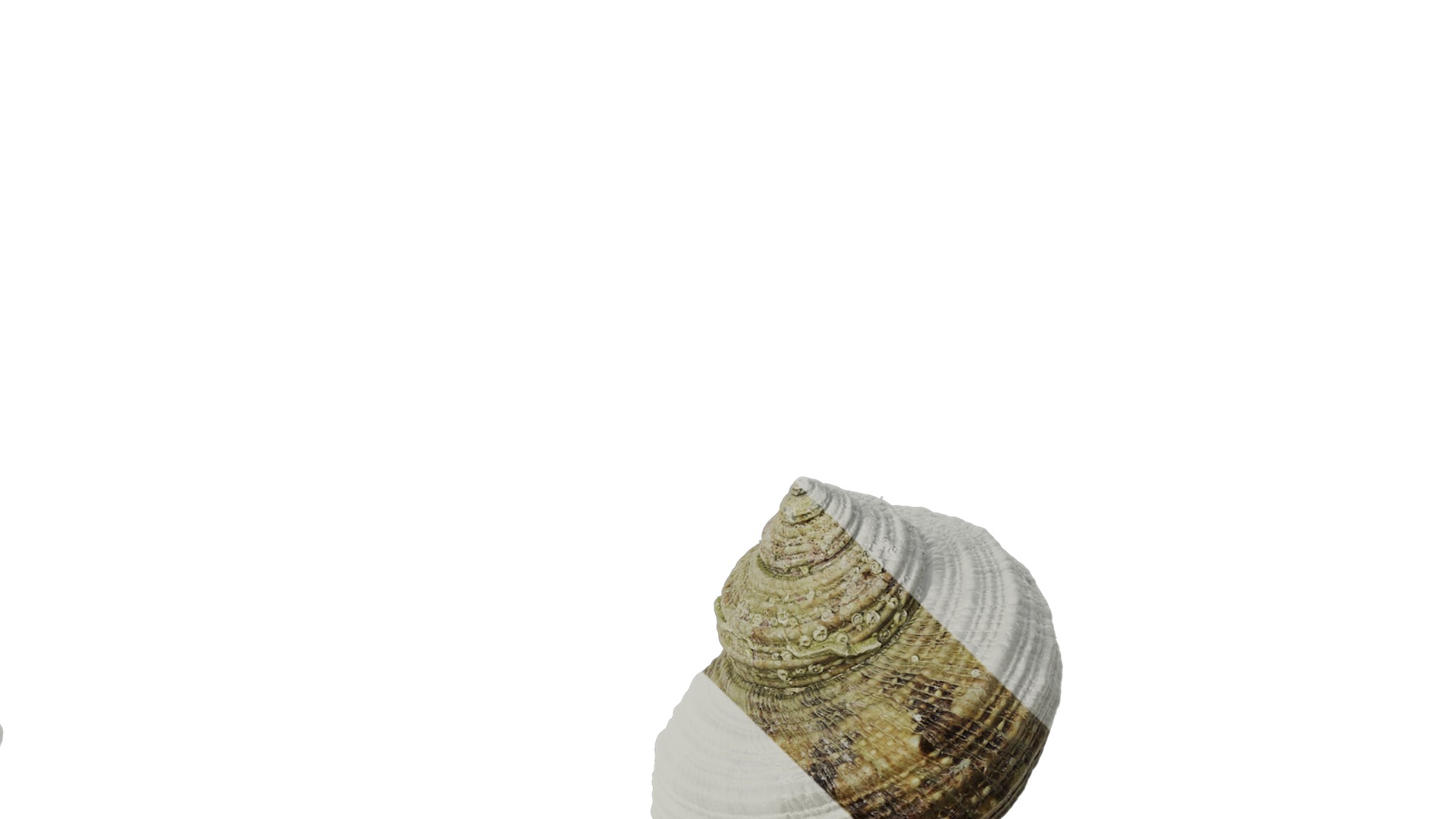Anydrafts Conch 01 Texture_4