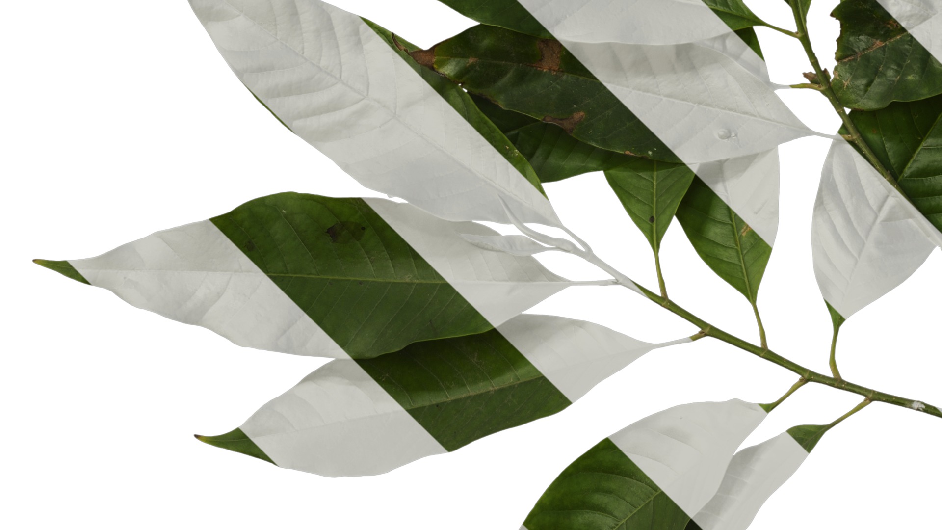 Michelia alba Low-poly 3D model_16