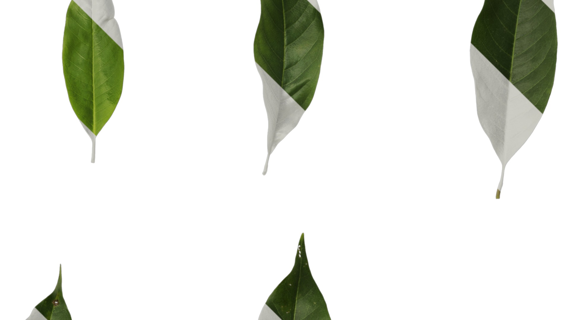 Michelia alba Low-poly 3D model_52