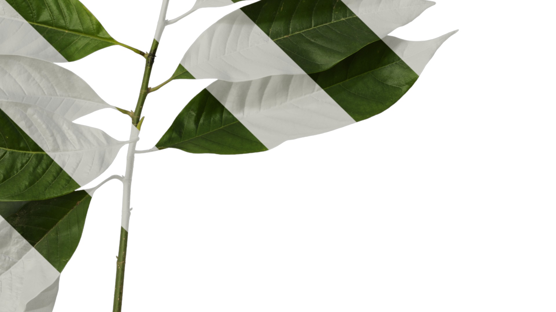 Michelia alba Low-poly 3D model_15