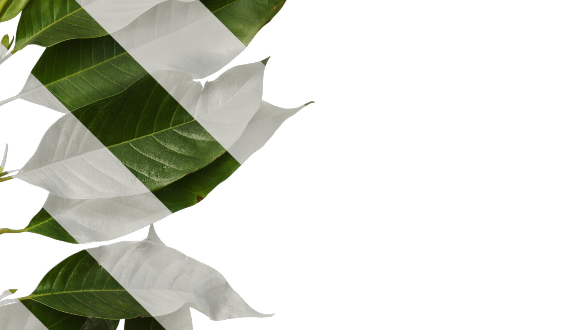 Michelia alba Low-poly 3D model_3