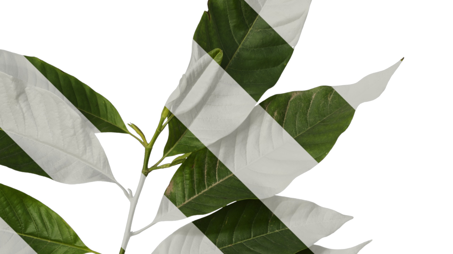 Michelia alba Low-poly 3D model_13