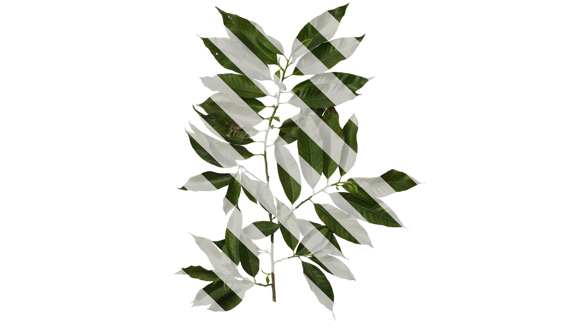 Michelia alba Low-poly 3D model_20