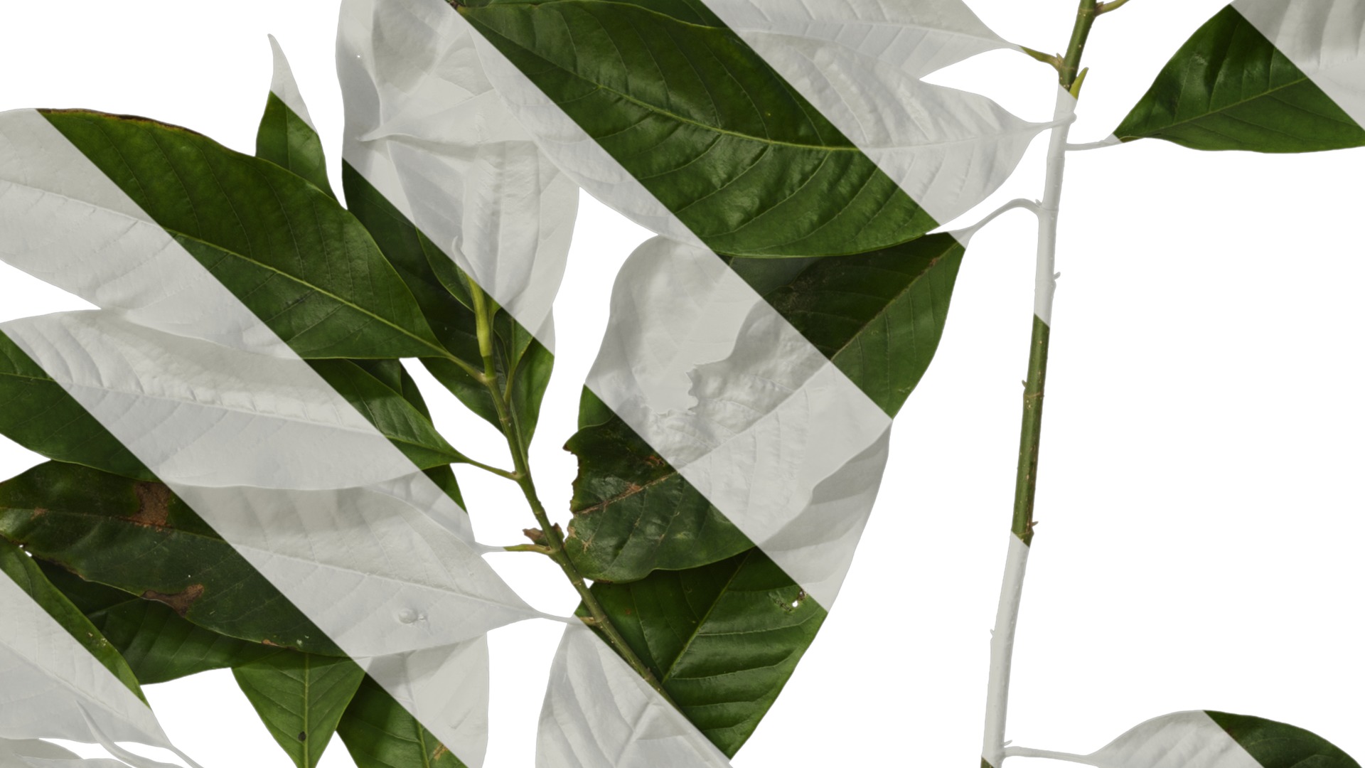 Michelia alba Low-poly 3D model_18