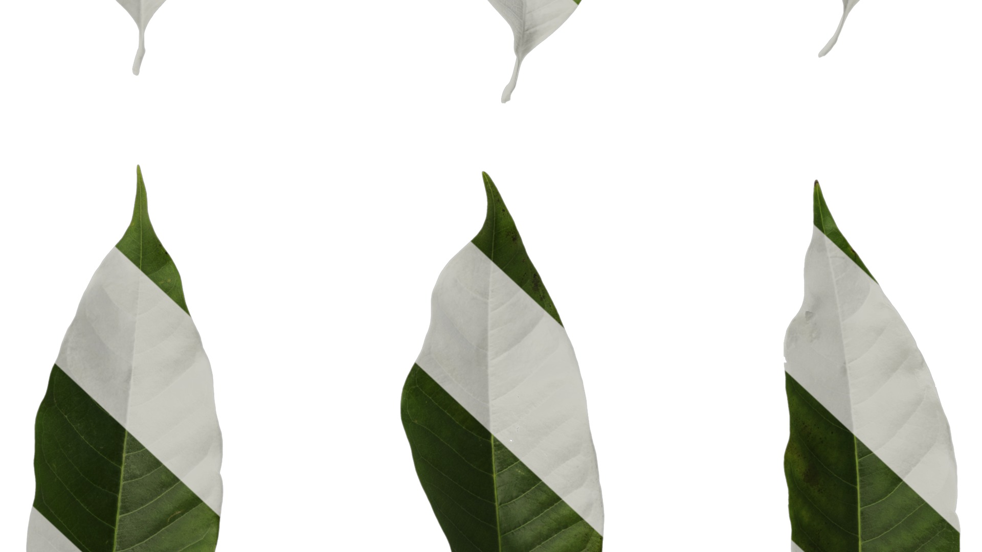 Michelia alba Low-poly 3D model_56