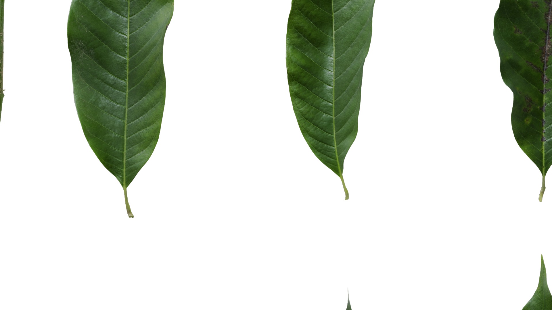 Michelia alba Low-poly 3D model_48