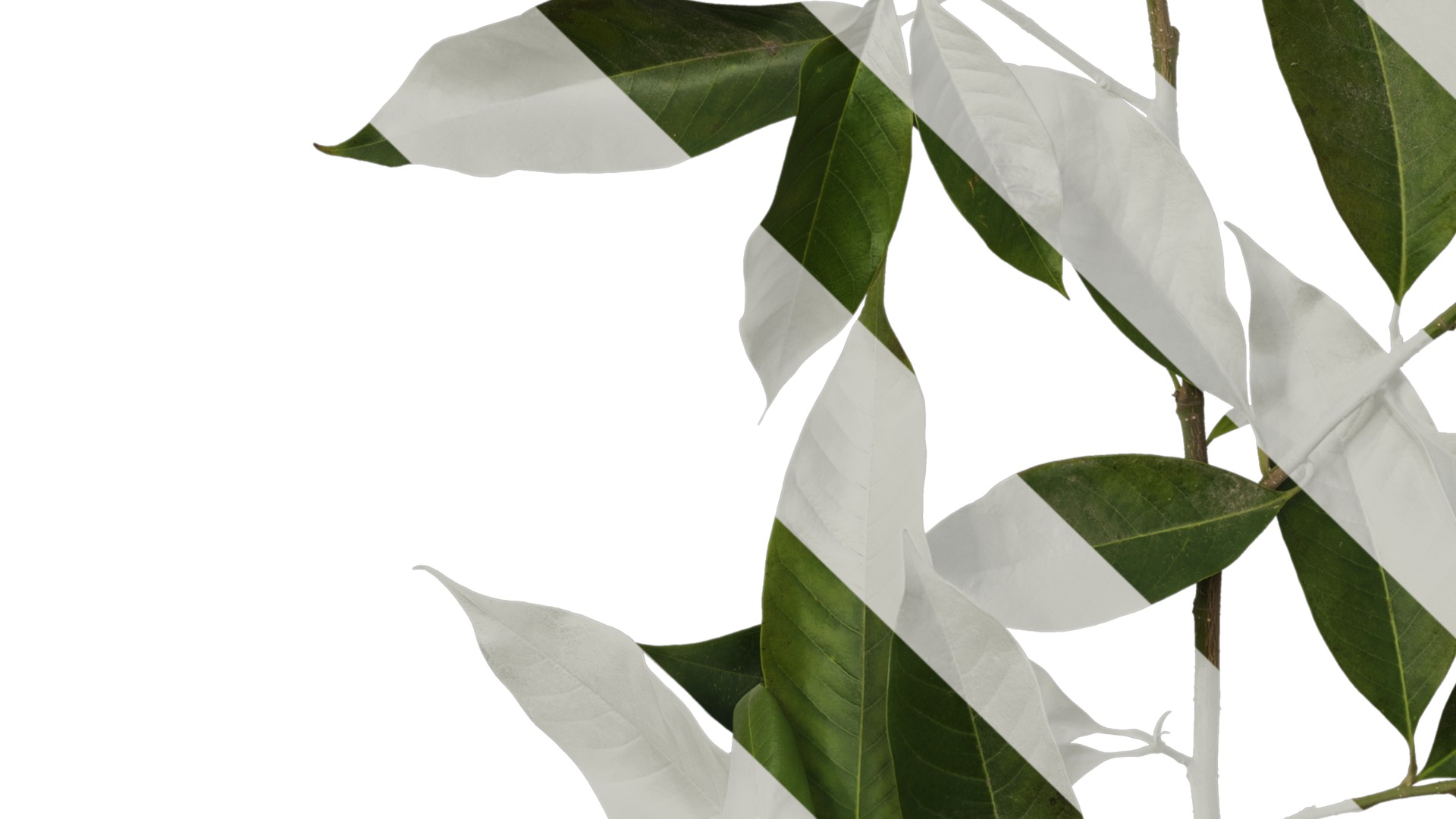 Michelia alba Low-poly 3D model_25