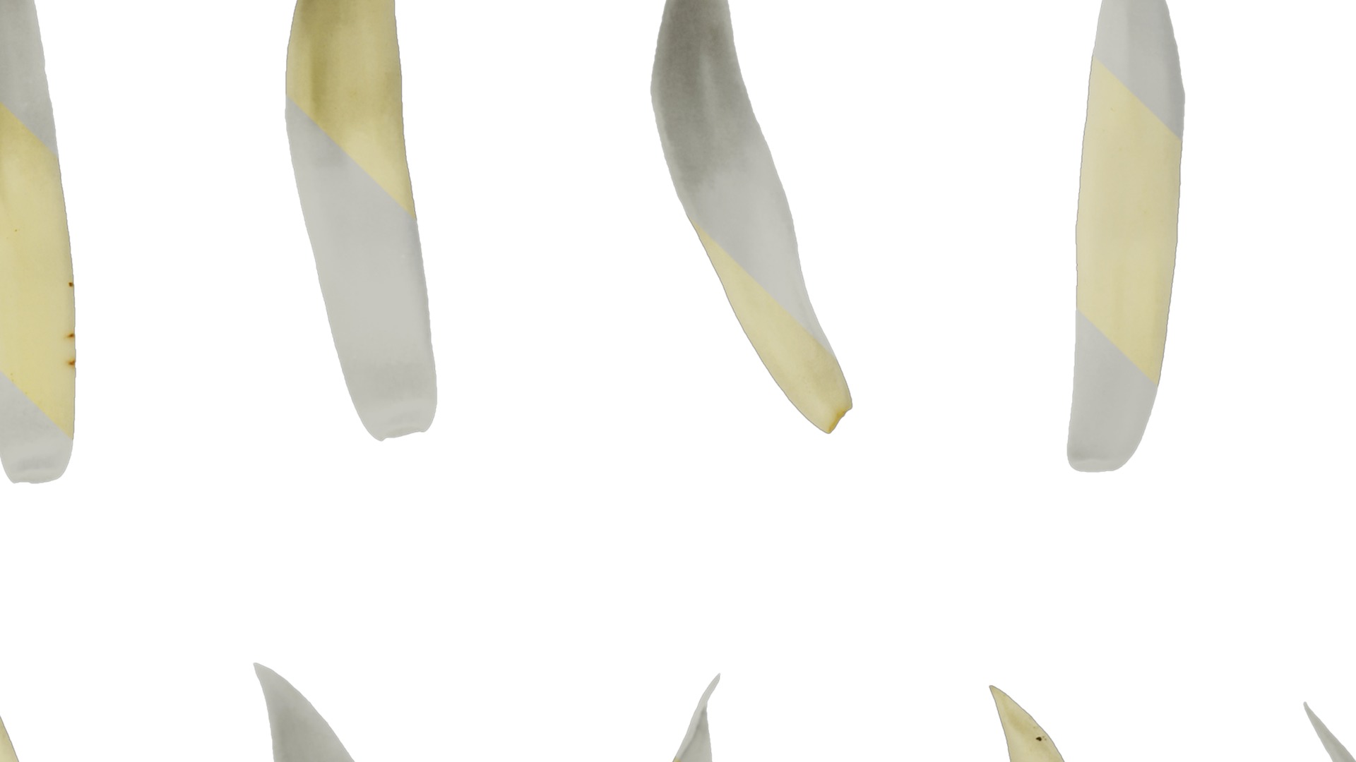 Michelia alba Low-poly 3D model_32