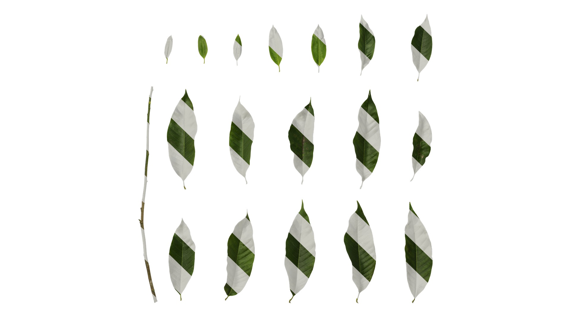 Michelia alba Low-poly 3D model_50