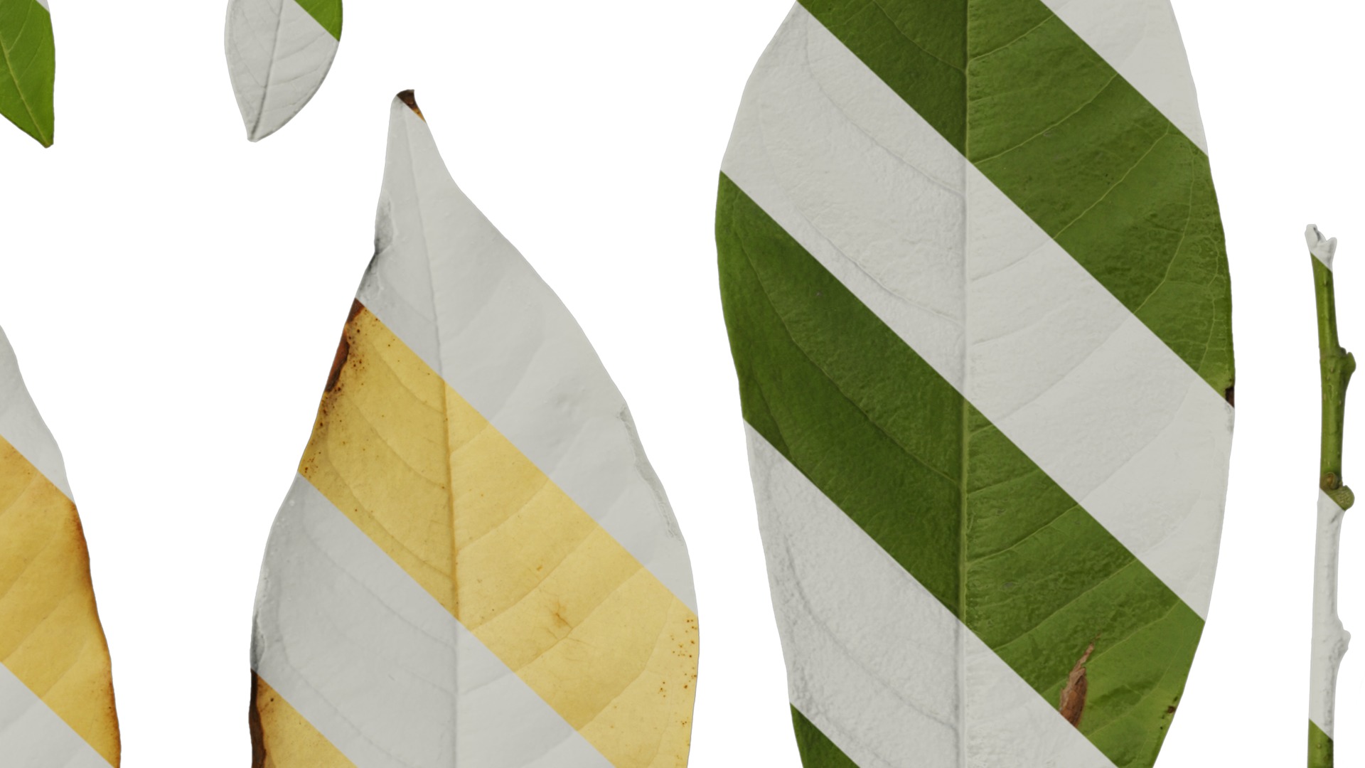 Michelia alba Low-poly 3D model_46