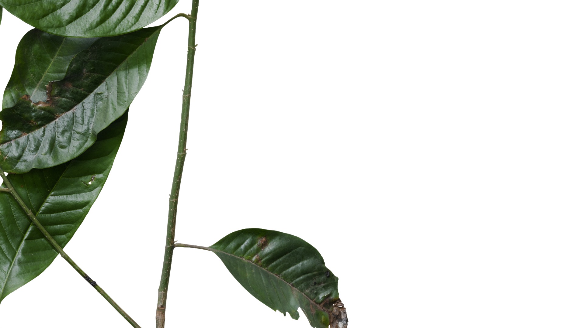 Michelia alba Low-poly 3D model_9