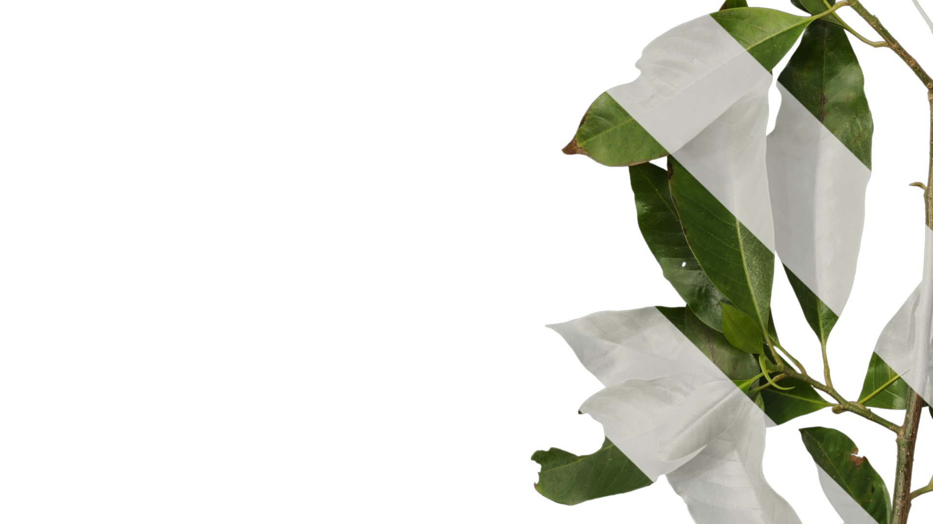 Michelia alba Low-poly 3D model_6