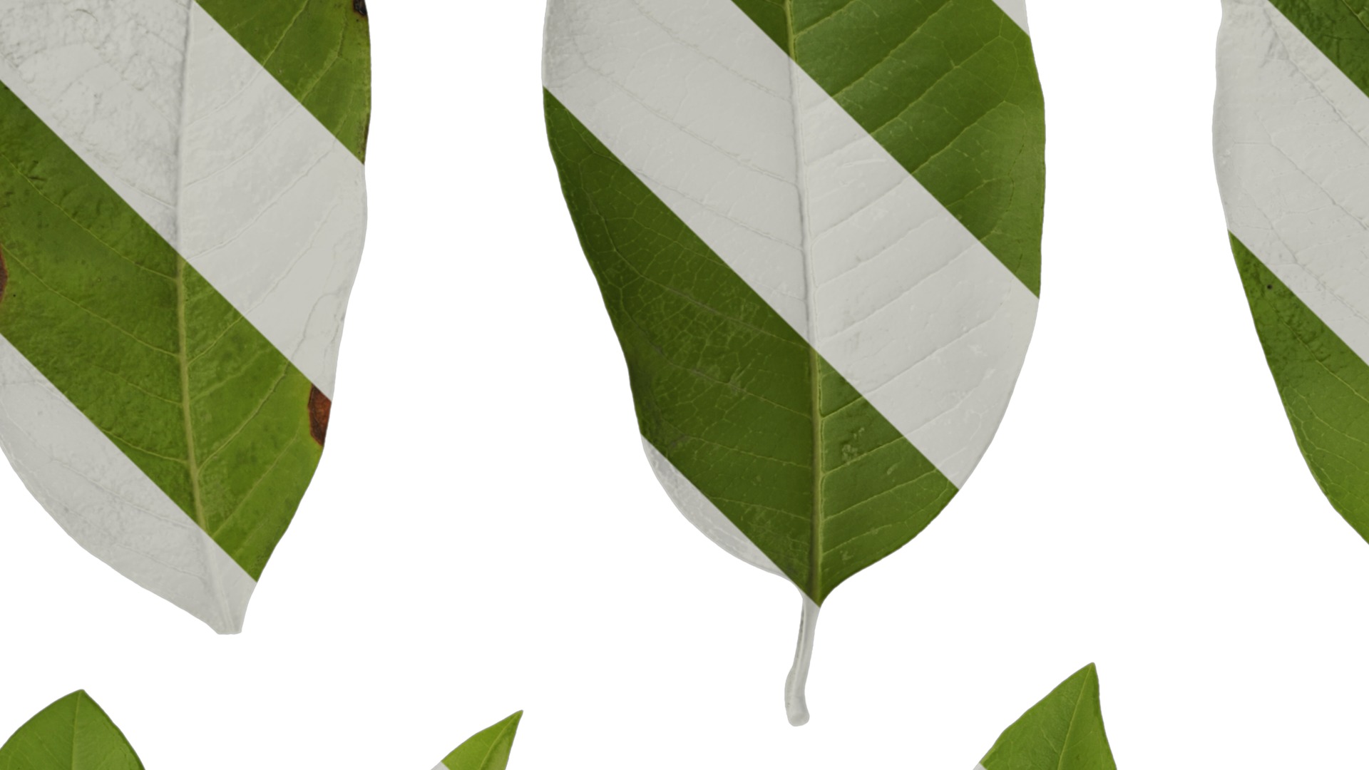 Michelia alba Low-poly 3D model_43