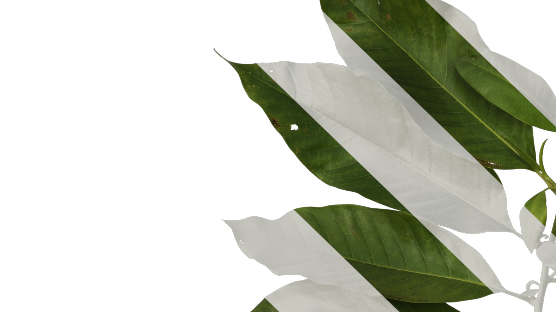 Michelia alba Low-poly 3D model_21