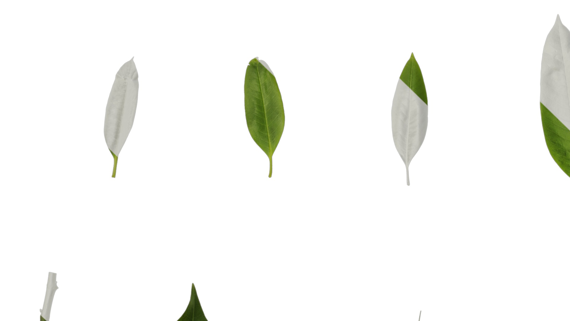 Michelia alba Low-poly 3D model_51