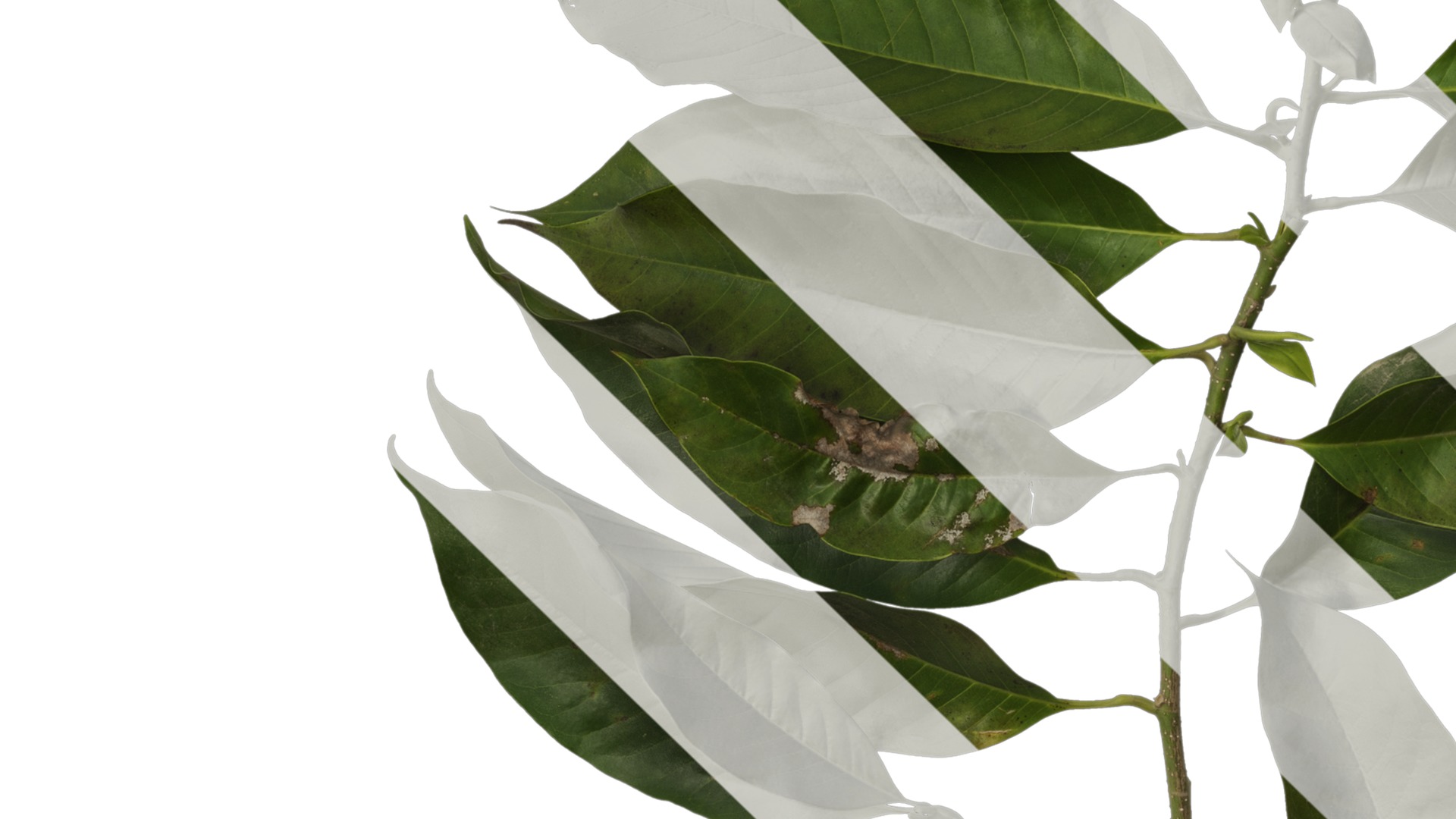 Michelia alba Low-poly 3D model_23