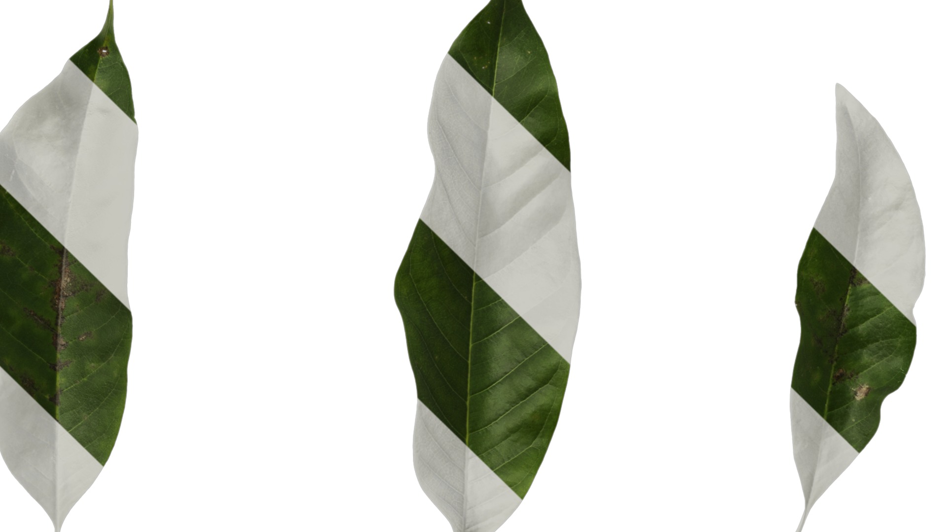 Michelia alba Low-poly 3D model_54