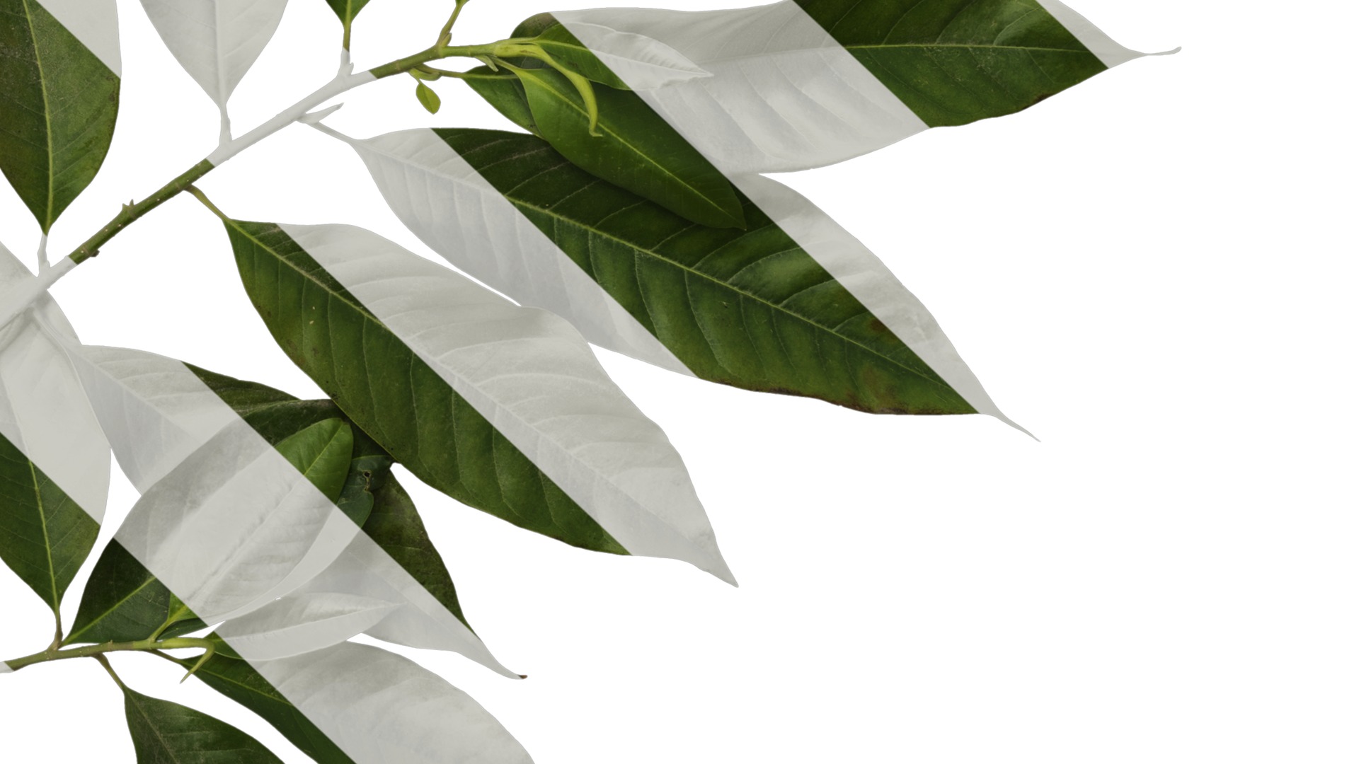 Michelia alba Low-poly 3D model_26