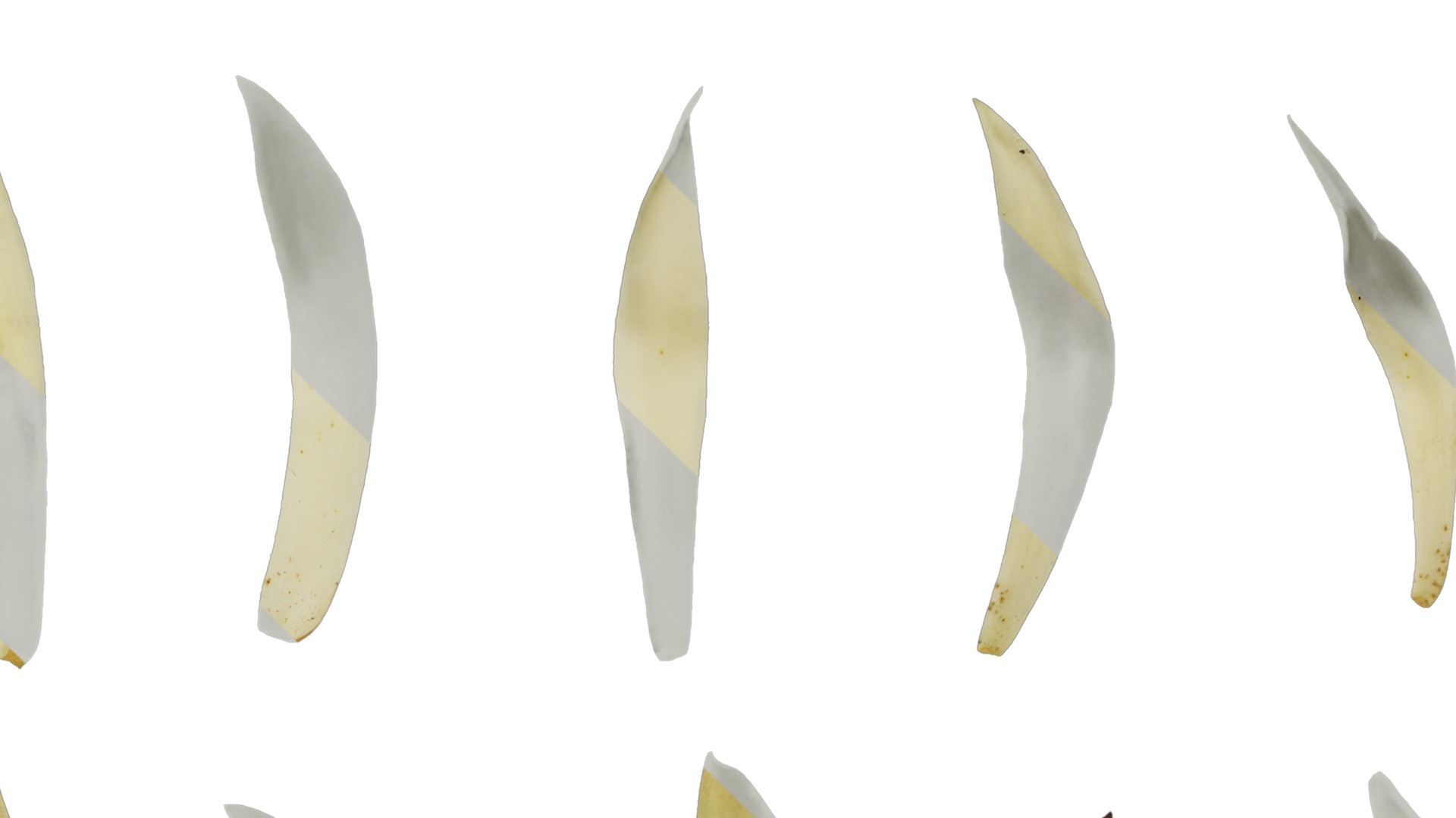 Michelia alba Low-poly 3D model_34