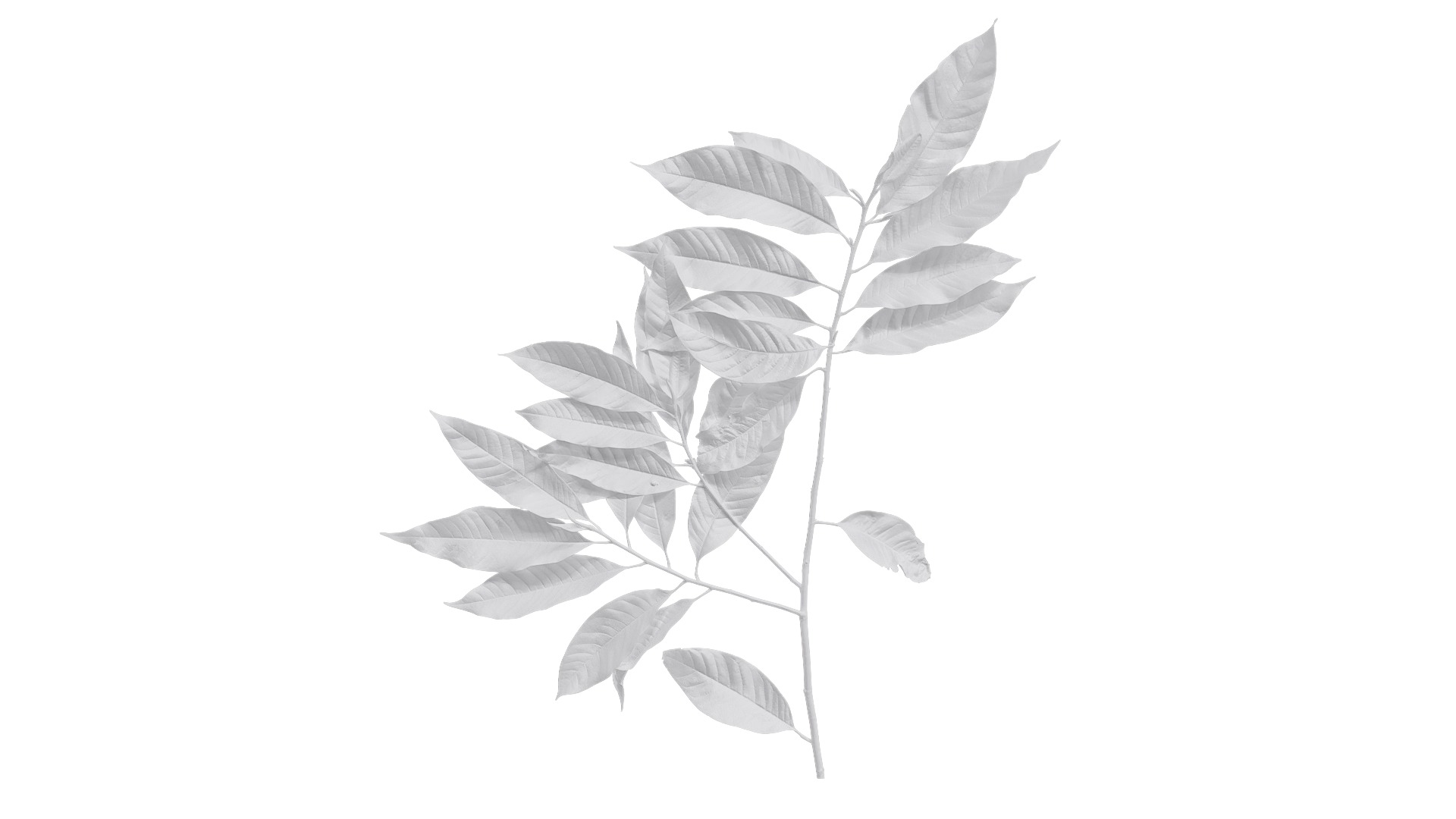 Michelia alba Low-poly 3D model_10