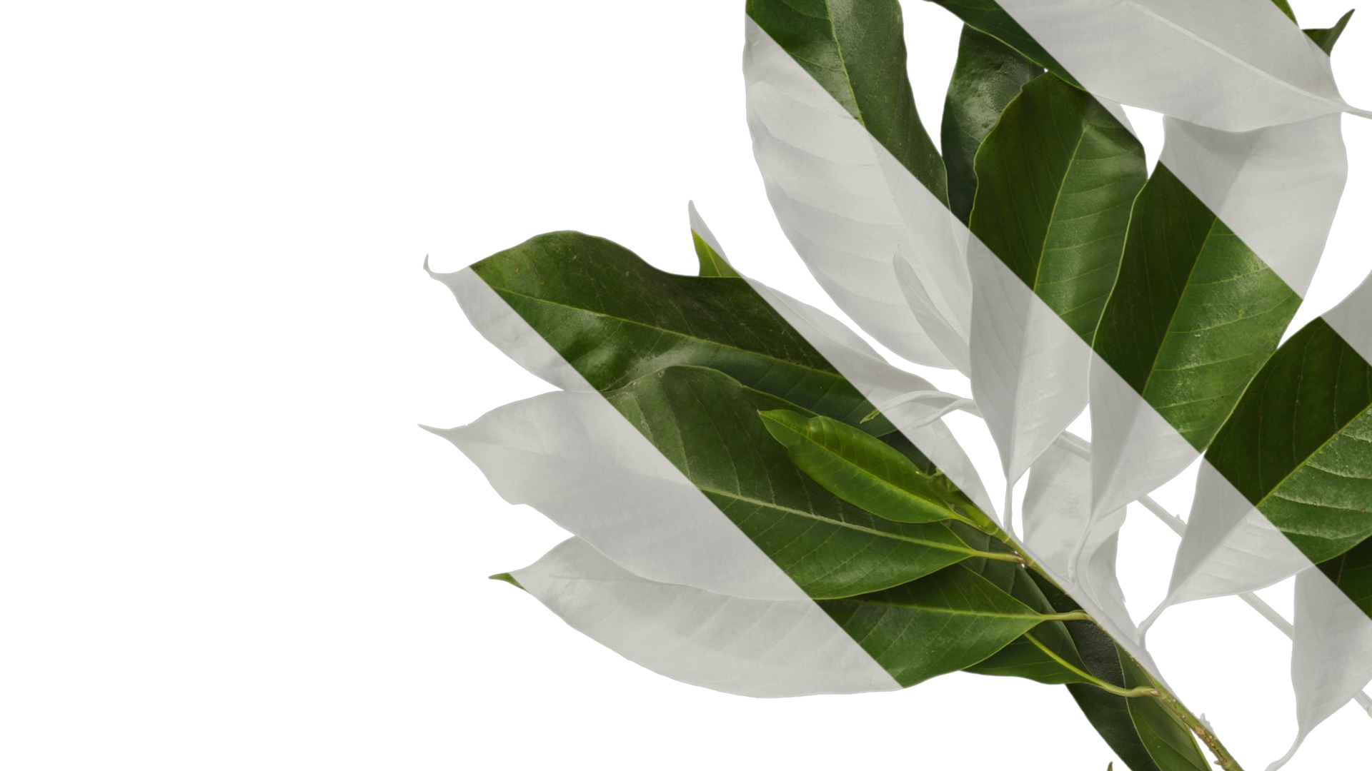 Michelia alba Low-poly 3D model_4