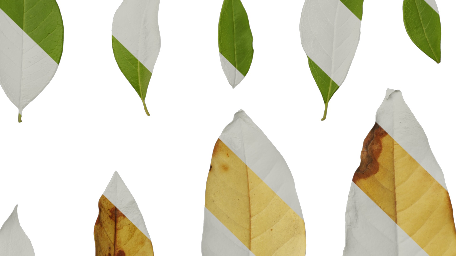 Michelia alba Low-poly 3D model_45