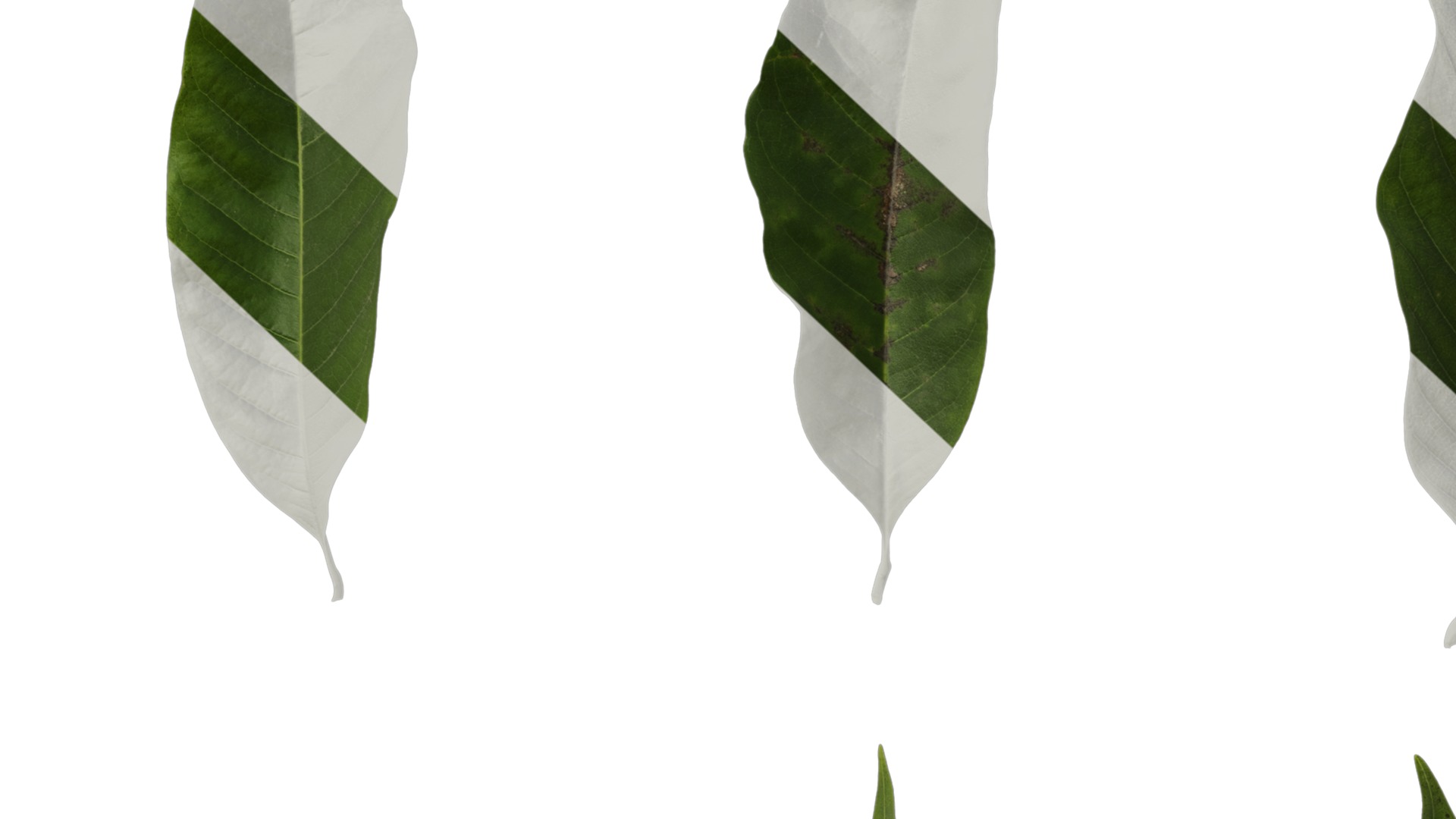 Michelia alba Low-poly 3D model_57