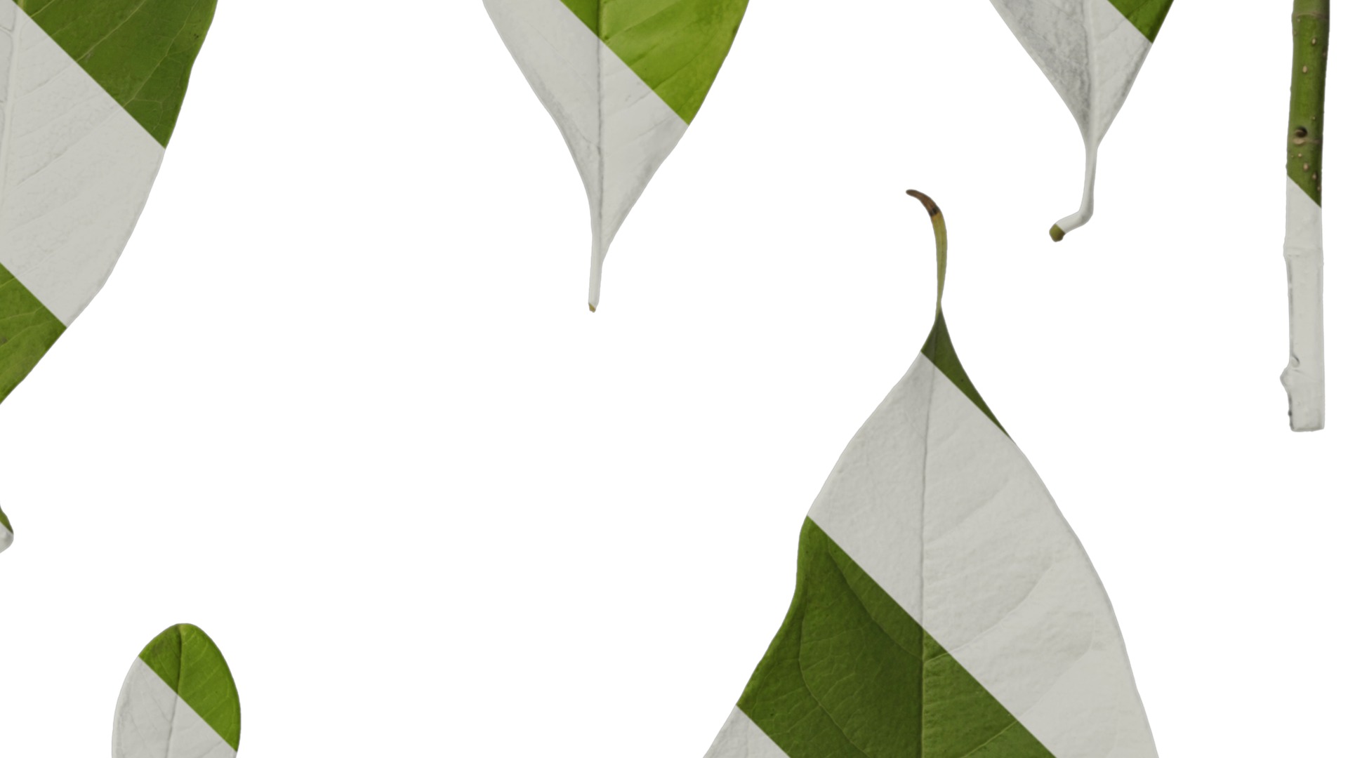 Michelia alba Low-poly 3D model_44