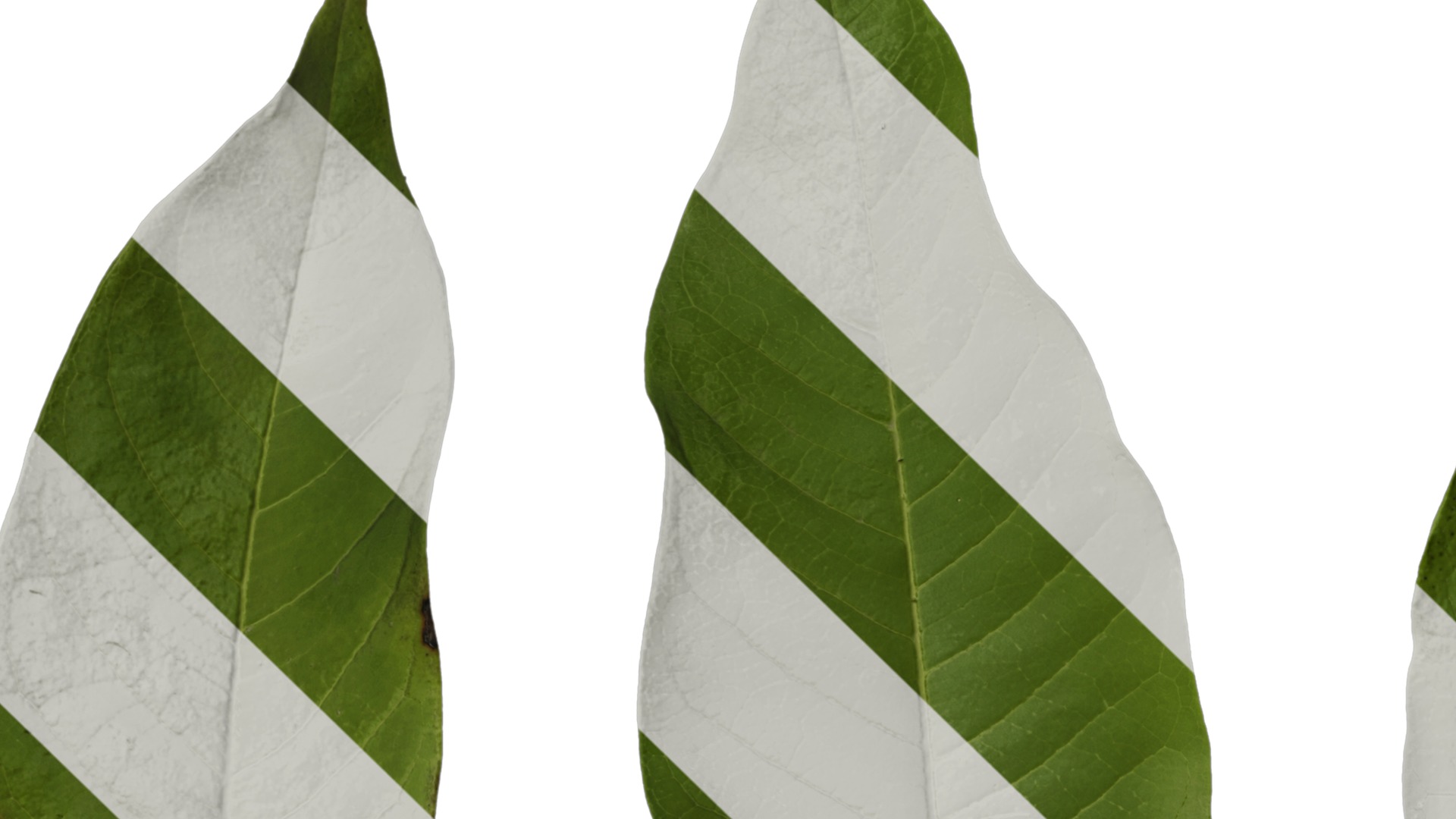 Michelia alba Low-poly 3D model_41