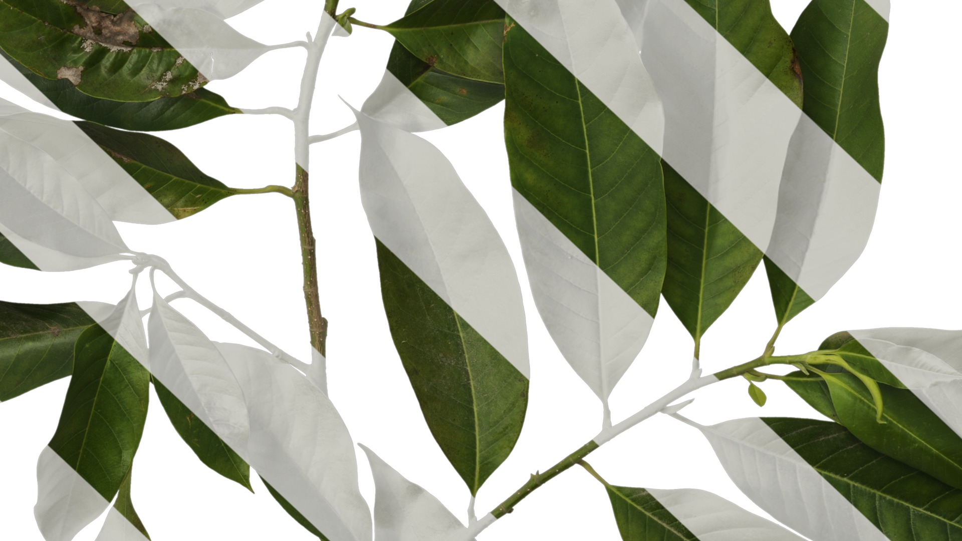 Michelia alba Low-poly 3D model_27