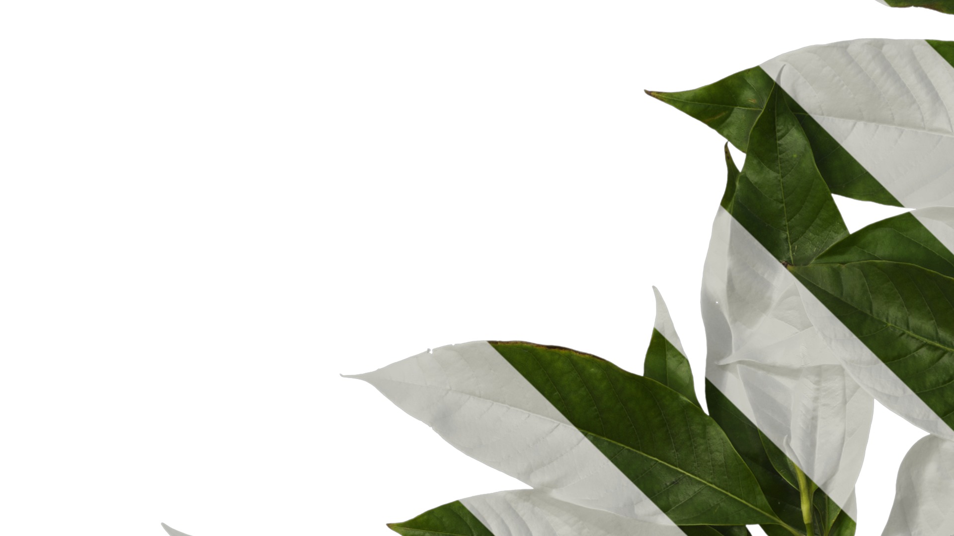 Michelia alba Low-poly 3D model_14