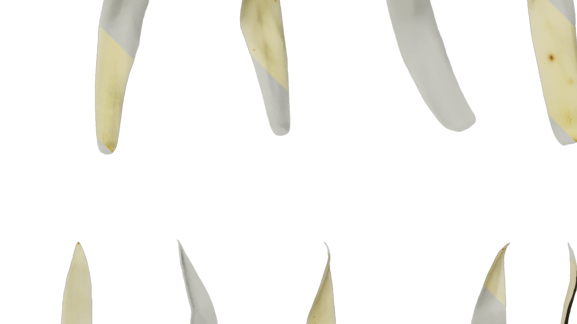 Michelia alba Low-poly 3D model_33