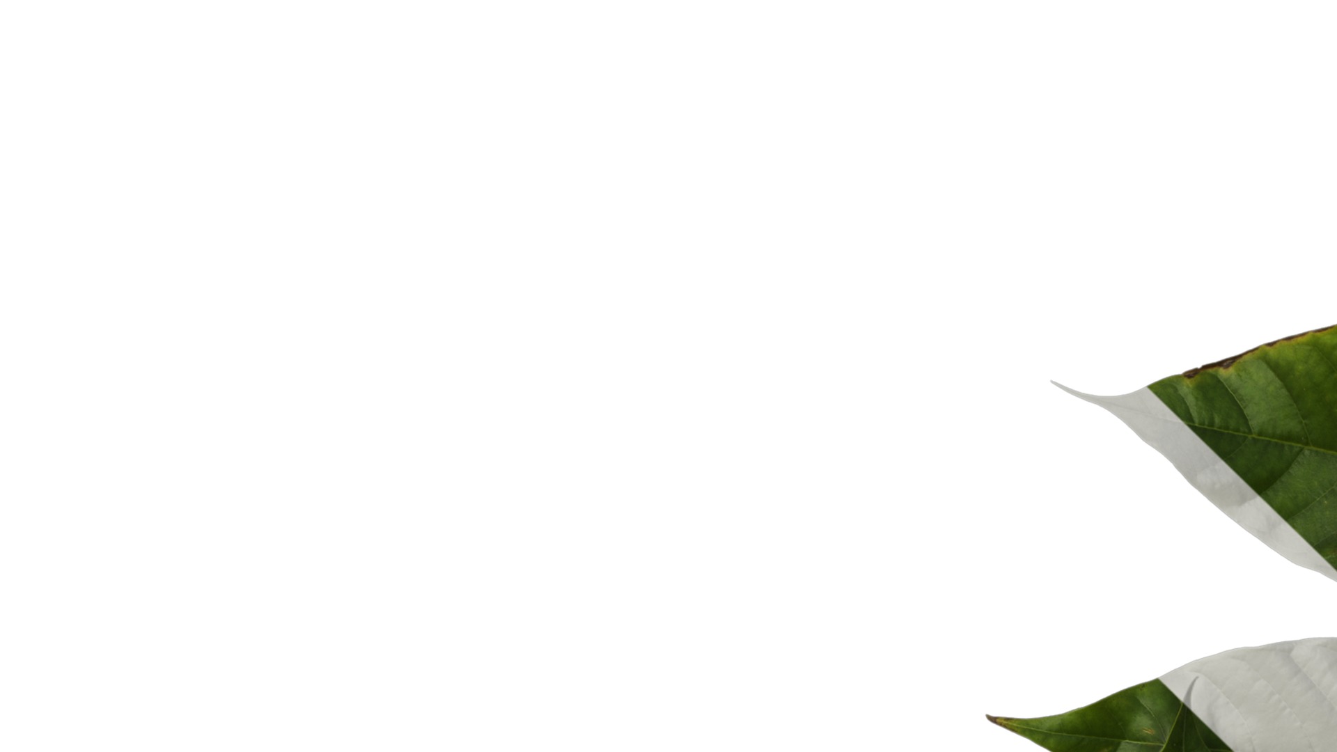 Michelia alba Low-poly 3D model_12