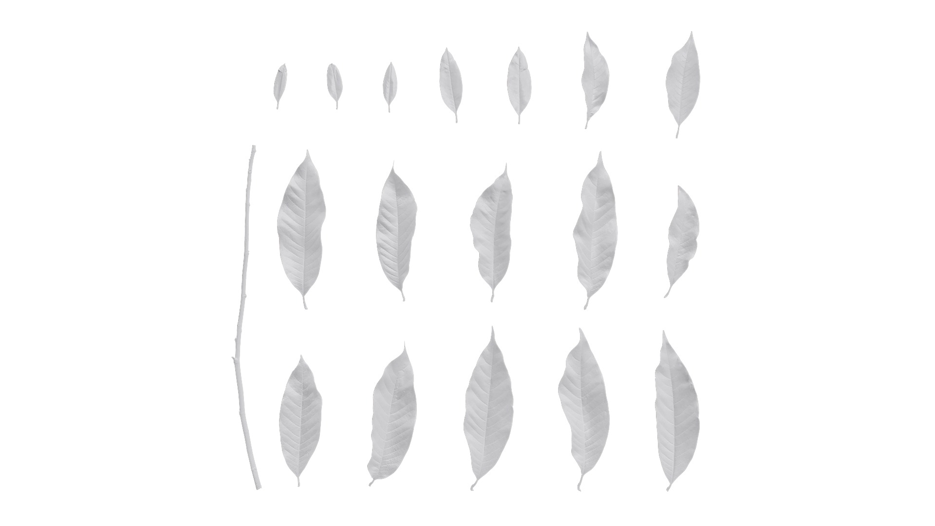 Michelia alba Low-poly 3D model_49